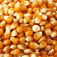 Maíz amarillo y blanco de grado uno/maíz