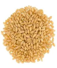经济实惠的纯白未漂白自由流动小麦粉全麦通用烘焙硬质小麦长粒米