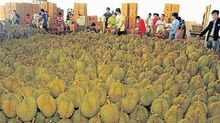 Fresh Durian Fruit