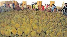 Fruta durian fresca
