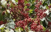 Etíope 100% arábica Lavado e Natural Não Lavado com origem, certificado, café especial 