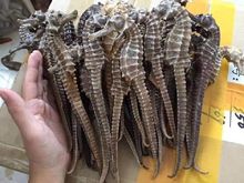 Caballito de mar seco al por mayor para medicina tradicional y suplementos