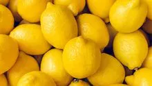 Fresh Lemon Fruits Available . Pre-Order Now 