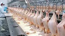 Frango Inteiro 