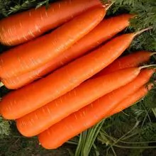 Cenouras Frescas