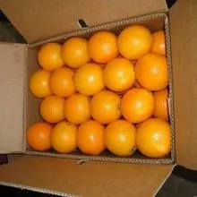 Naranjas frescas, Ombligo y Valencia