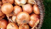 Fresh Onions