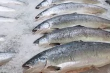 Peixe de sardinha congelado