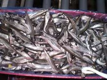 CAPELIN CONGELADO