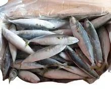 FROZEN FISH MACKEREL/ SARDINE FISH /SALMON FISH /RUSSIA KING CRAB /FROZEN SEAFOOD/ FROZEN CRAB WHOLESALE