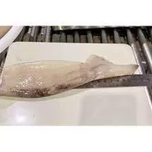 Tubo sucio de calamar Illex congelado