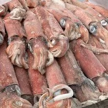 Tiras de calamar Illex congeladas