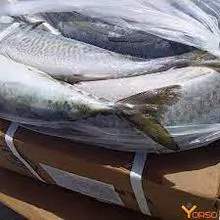 BONITO CONGELADO