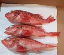 Frozen Rosefish Whole Round