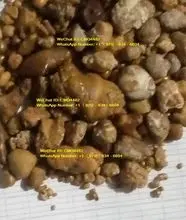 Cálculos biliares de buey | Cálculos biliares para el ganado | Cálculos biliares de vaca