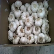 Good quality Best price dried Garlic