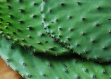Paletas frescas de cactus