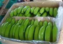 Green Premium Fresh Cavendish Bananas