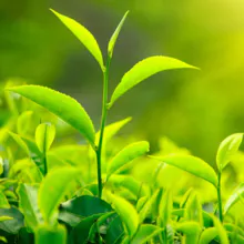 Extracto de té verde