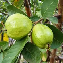 Fresh Guava High Quality Green Guava 