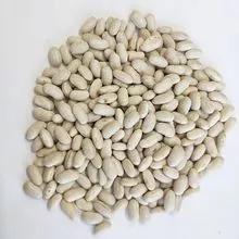 批发高品质西班牙白芸豆