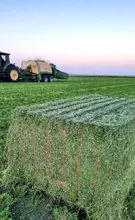 Natural Organic Green Alfalfa hay