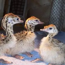 Healthy Good Breed Ostrich Chicks and Fertile Eggs