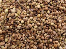 Hot Selling Wholesale Agricultural Hemp Seeds ZA