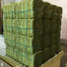 Organic Timothy Hay for Animal Feed / High Protein Alfalfa Hey
