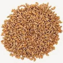 Premium Einkorn: Encomende Online Hoje!