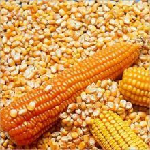 Grade A dried yellow maize for animal feed and human consumption