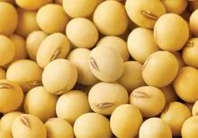 High Quality Non Gmo Soybean - Best Price and Quality