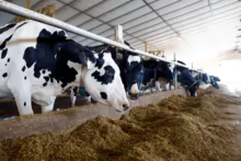Vacas del diario Holstein