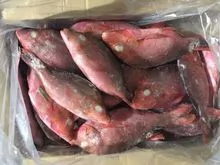 Frozen Red Snapper for Sale