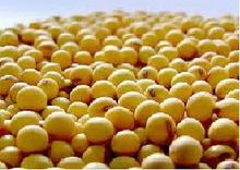 Soja amarela em grãos (GMO e NON-GMO)
