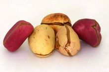 Nuez de cola ( Cola nitida)