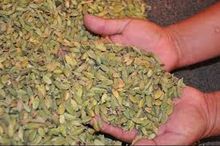 CARDAMOMO 