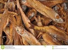 Secar o bucho de peixe, peixes conservados em estoque e outros