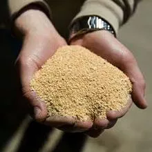 Soybean Meal