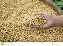天然非转基因大豆种子M散装豆粕、豆油
