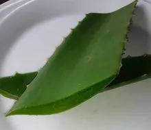 Sabila (aloe vera)