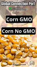 MILHO CORN GMO  No GMO