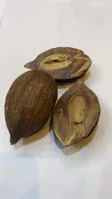 Babassu Coconut 
