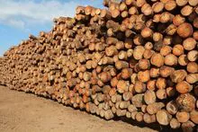 Logs Calyptus and Pine Wood