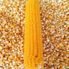 High grade dried yellow corn for human and animal consumption 