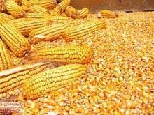 供人类和动物食用的干黄玉米 