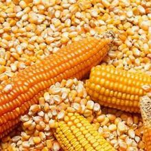 Wholesale Dried yellow maize