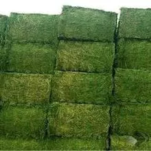 Pure bulk Alfalfa hay for pig feeding 