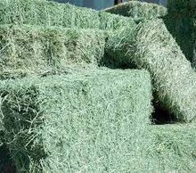 Special price Alfalfa hay for horse feeding