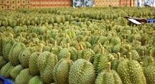 Wholesale fresh durian fruit